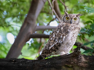 Spotted Eagle Owl