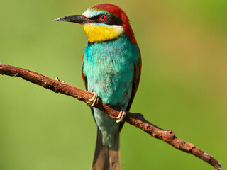 Beautiful European bee-eater is sitting on a branch