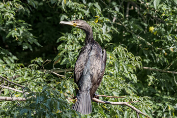 Great Cormorant (Phalacrocorax carbo) on pond