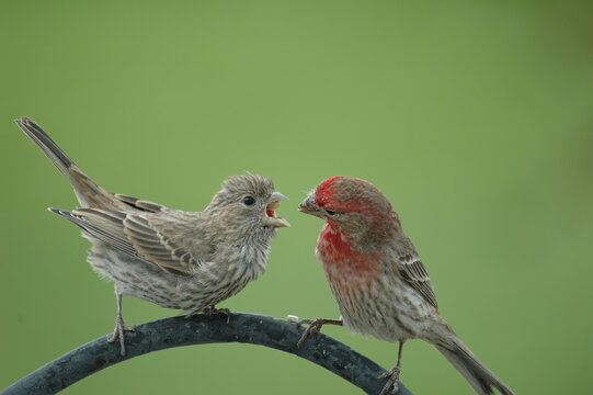 male and female house finches in a breeding courtship where the male feeds the female