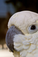 Sulphur-created Cockatoo (Cacatua galerita)