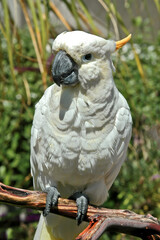 Sulphur-created Cockatoo (Cacatua galerita)