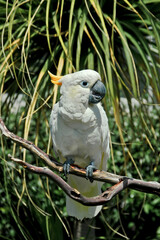 Sulphur-created Cockatoo (Cacatua galerita)