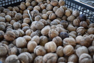 walnuts in a basket