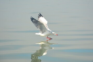 Seagull Landing on the Water : The lesser black-backed gull (scientific name: Larus fuscus) is a medium to large-sized gull that is found across Europe, Asia, and North Africa.  