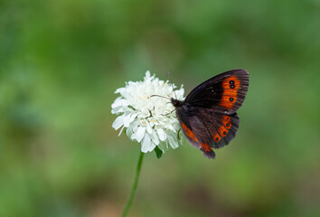 beautiful brunette Scottish ; erebia aethiops