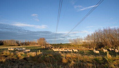 Sheep in golden paddock at sunrise. Overhead power lines across the landscape. Canterbury. South...