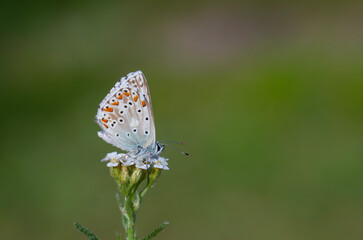 Plakat a wonderful butterfly with an overhead blue wing color, Polyommatus bellargus 