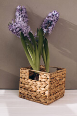 Purple hyacinth flower in a straw pot on a white wooden table on gray background. Spring background. Front view