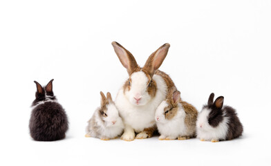 Mother rabbit and four newborn bunnies on white background.