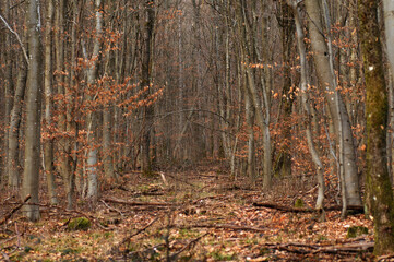 Path in the autumn forest. Autumn forest. Autumn forest landscape.