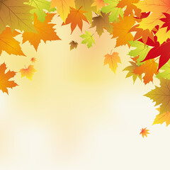 Naklejka na ściany i meble Autumn maple leaves background 