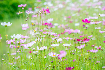 Obraz na płótnie Canvas flowers in the meadow.cosmos flowers