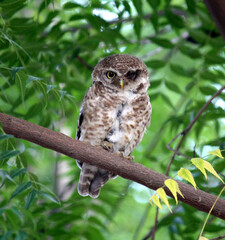 Spotted owlet (Athene brama) with an injured eye : (pix Sanjiv Shukla)