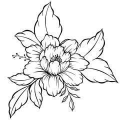 Sketch Floral Botany Collection. Black and white with line art on white backgrounds. Hand Drawn Botanical Illustrations.