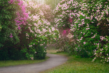 White and pink lilac bushes blooming in spring garden