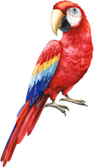 Watercolor colored bird. Parrot, red macaw. White isolated background, hand drawing. Tropical bird