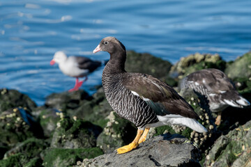 Kelp Goose (Chloephaga hybrida) female on lagoon in Ushuaia, Land of Fire (Tierra del Fuego), Argentina