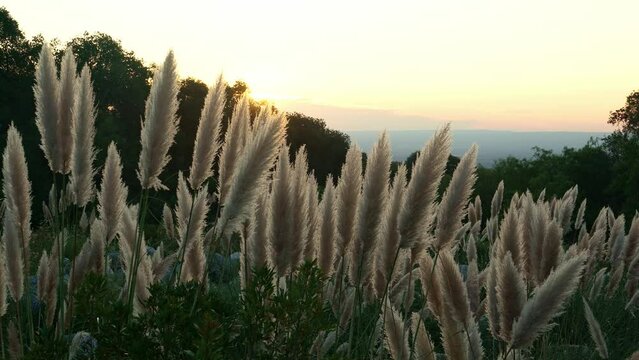 Flowers at sunset in backlight with valley below. Pampa grass (Cortaderia selloana)