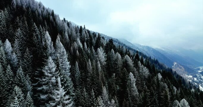 Rising Above Dense Winter Forest With Coniferous Trees Near Bedretto Village In Val Bedretto, Ticino, Switzerland. Aerial Drone Shot
