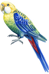 Watercolor colored  tropical bird, parrot rosella. White isolated background, hand drawing