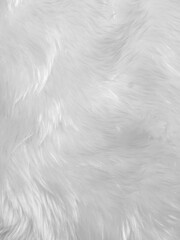 White clean wool texture background. light natural sheep wool. white seamless cotton. texture of fluffy fur for designers. close-up fragment white wool carpet..