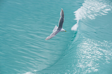 Naklejka premium A Seagull flying alone on the ocean waves. An adorable white seagull with gray wings and yellow beak standing against blurred background of nature in daytime