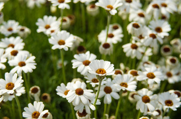 Close up of small white daisey flowers blossom in a garden with day light and green nature background.
