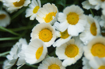 Obraz premium Close up of small white daisey flowers blossom in a garden with day light and green nature background.