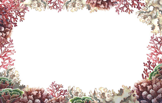 Coral frame. Undersea world. Watercolor hand drawn. Aquarium, tropical reef. Concept for label, business card and banner