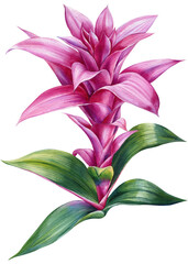 Tropical plant, Red flower on white background, Jungle watercolor hand drawing flora. Guzmania, Bromeliads