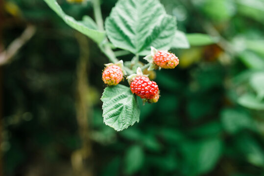 Close-up of raspberries growing on plant