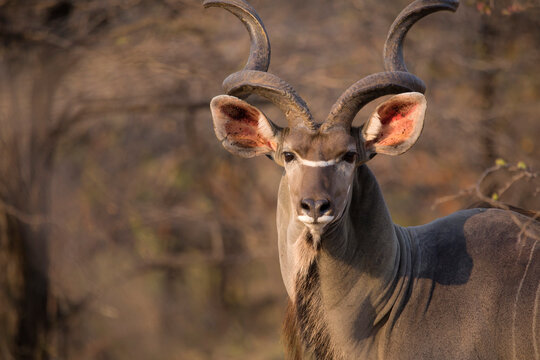Portrait of Greater Kudu standing in forest at Selous Game Reserve