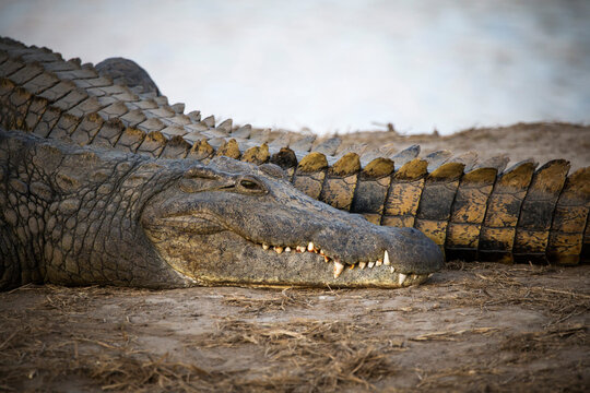 Side view of crocodiles on field at Mikumi National Park