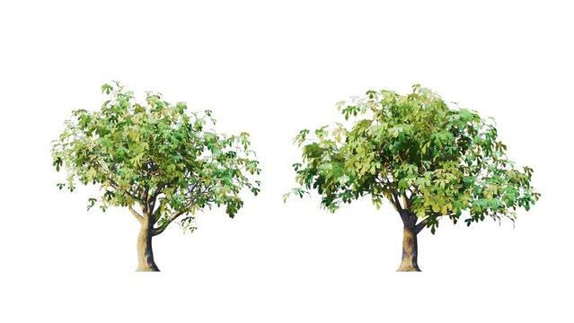 Growing trees isolated with alpha.3D animation growth grow from small to large, Fig trees animate in the wind include alpha channel tree. Tree isolated Separated with alpha channel.