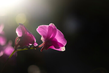 Close-up of purple orchid blooming during sunny day
