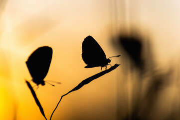 Close-up of silhouette butterflies perching on plants against sky during sunset