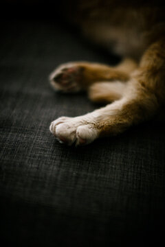 Cropped image of ginger cat sleeping on sofa at home