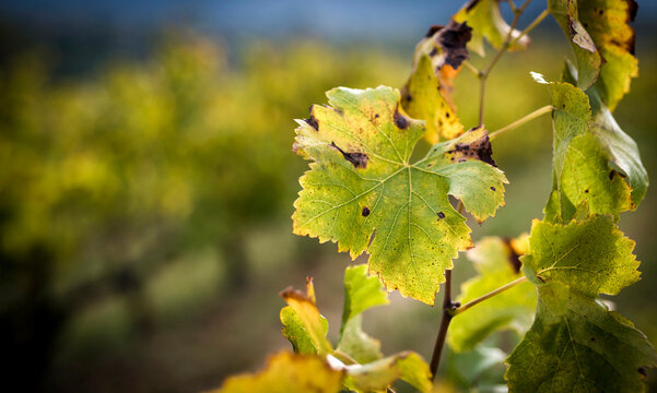 Close-up of plants in vineyard during autumn
