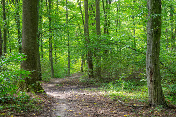 Fototapeta na wymiar Path in green summer forest