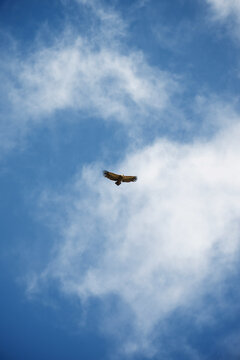 Low angle view of bird flying against blue sky during sunny day