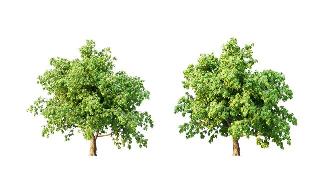 \Growing trees isolated with alpha.3D animation growth grow from small to large, Fraxinus trees animate in the wind include alpha channel tree. Tree isolated Separated with alpha channel.