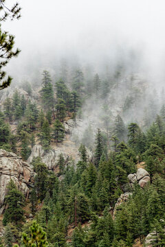Low angle view of pine trees growing on mountain in forest during foggy weather