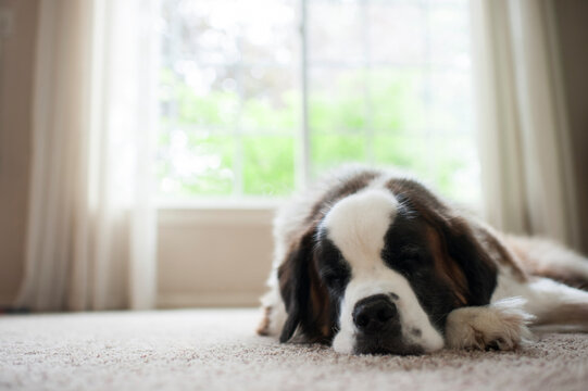 Close-up of Saint Bernard resting while lying on carpet at home