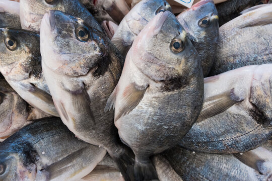 Fresh Sea Bream fish at the market.
