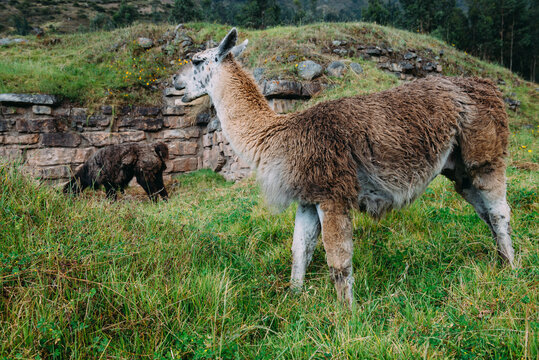 Two llamas eating grass in Andean ruins, Peru