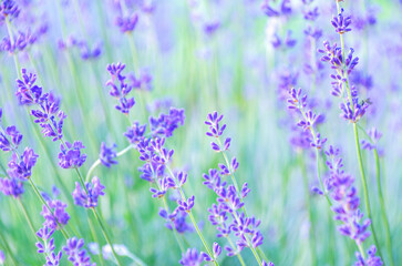 Fototapeta premium Selective focus on the lavender flower in the flower garden - lavender flowers lit by sunlight.