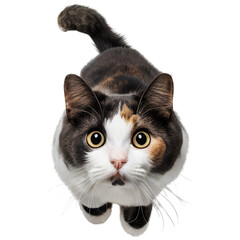 cat standing and looking at you , isolated on transparent background cutout , generative ai