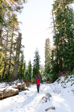 A man walks a dog through the forest in the winter