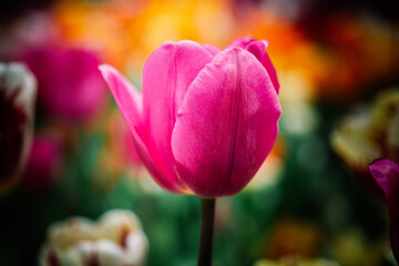 Beautiful tulips flower in floral field in spring